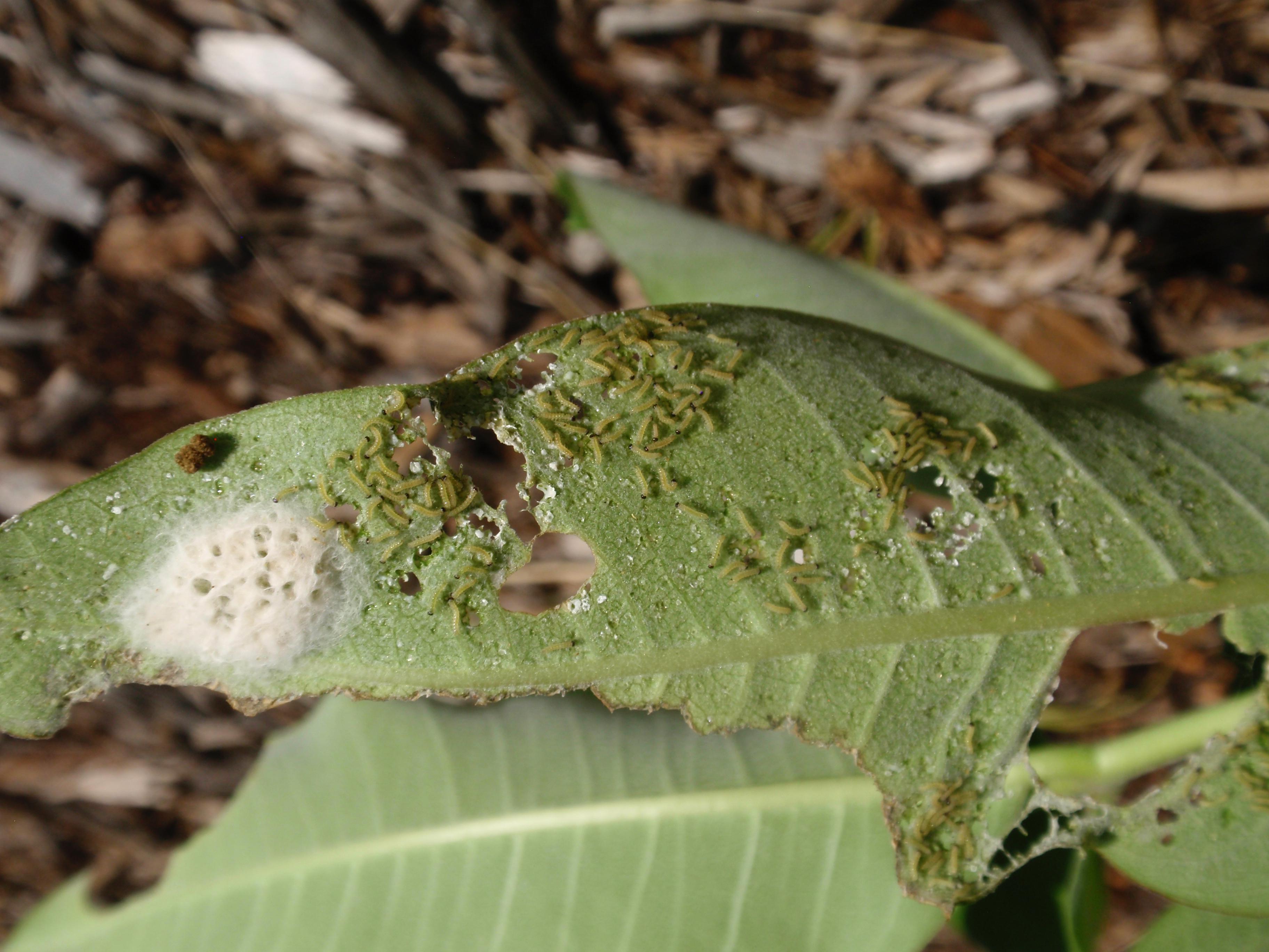 Milkweed tussock moth egg mass and larvae on leaf.